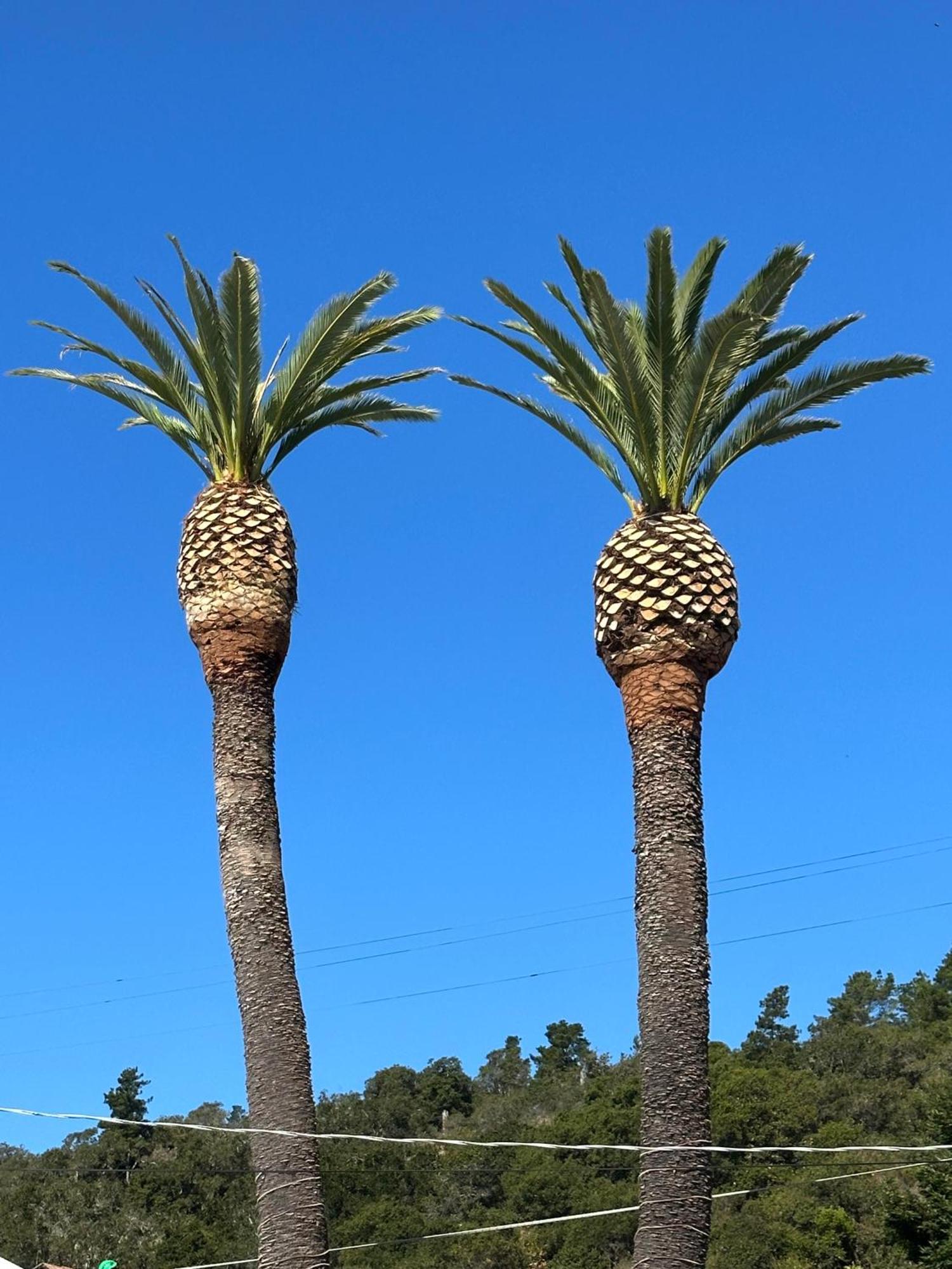 Cambria Palms Motel Bagian luar foto